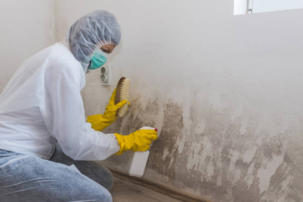 Best Industrial Mold Remediation  in Grosse Pointe Woods, MI