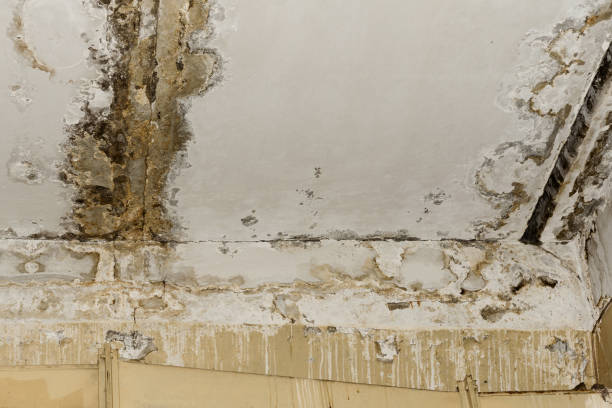 Forensic Mold Investigation in Grosse Pointe Woods, MI