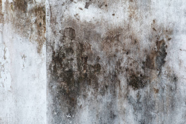 Best Mold Prevention Services  in Grosse Pointe Woods, MI