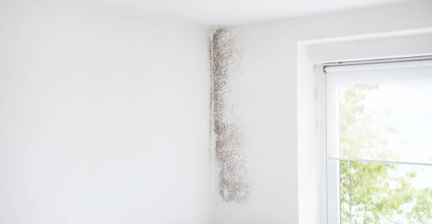 Mold Removal for HVAC Installations in Grosse Pointe Woods, MI