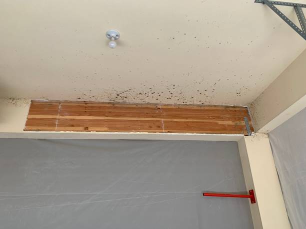 Best Comprehensive Air Testing for Mold Contaminants  in Grosse Pointe Woods, MI