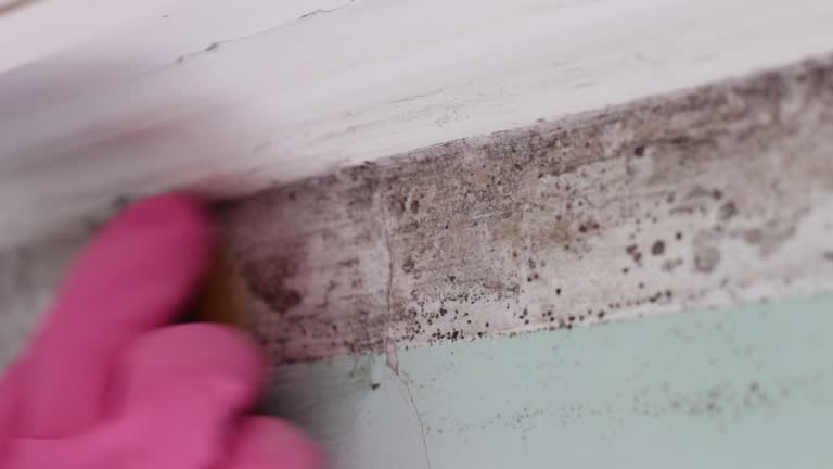 Best Real Estate Mold Inspection  in Grosse Pointe Woods, MI